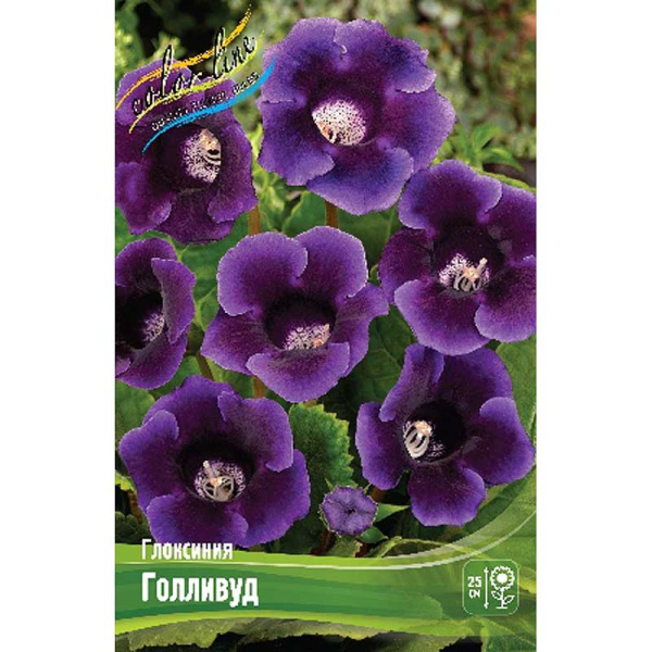 Глоксиния Голливуд 5/6 50 шт Шоу-Бокс 8876