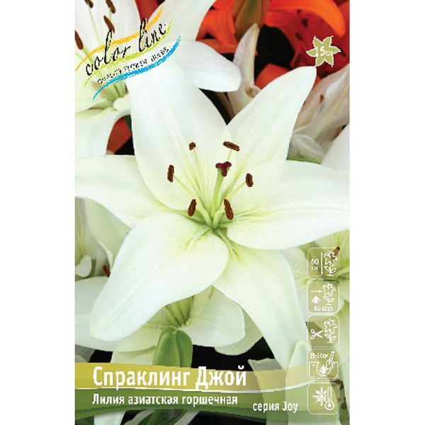 Лилия Спраклинг Джой 10/12 7 шт 