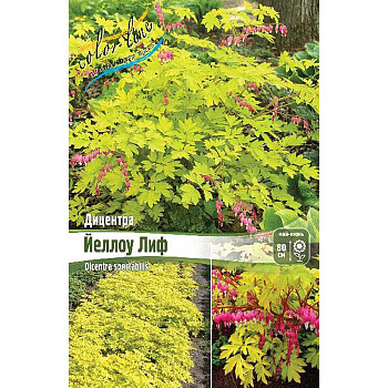 Дицентра Йеллоу Лиф 02/03 1 шт