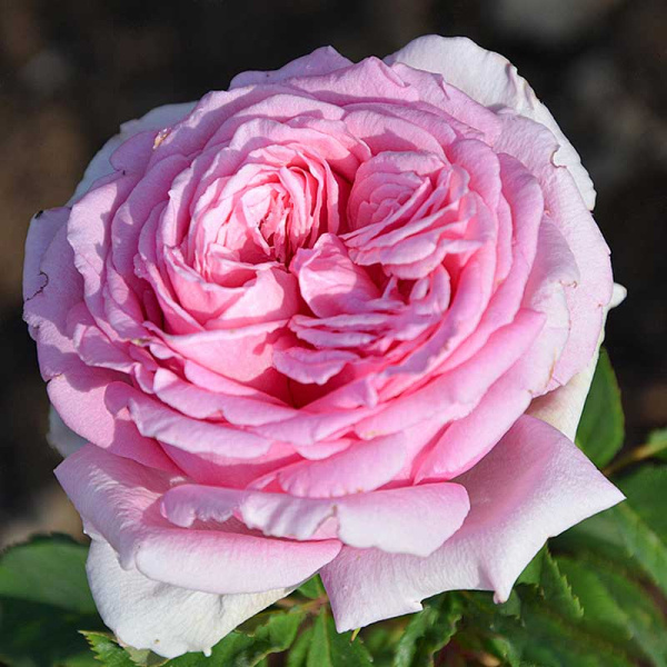 Роза плетистая Бьенвеню Садовита