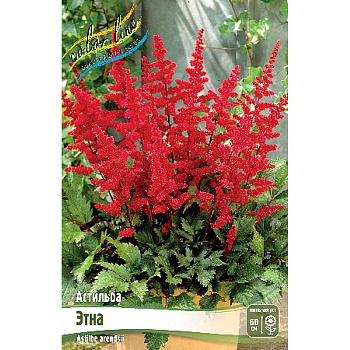Астильба Этна 2/3 n 1 шт