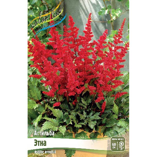 Астильба Этна 2/3 n 1 шт