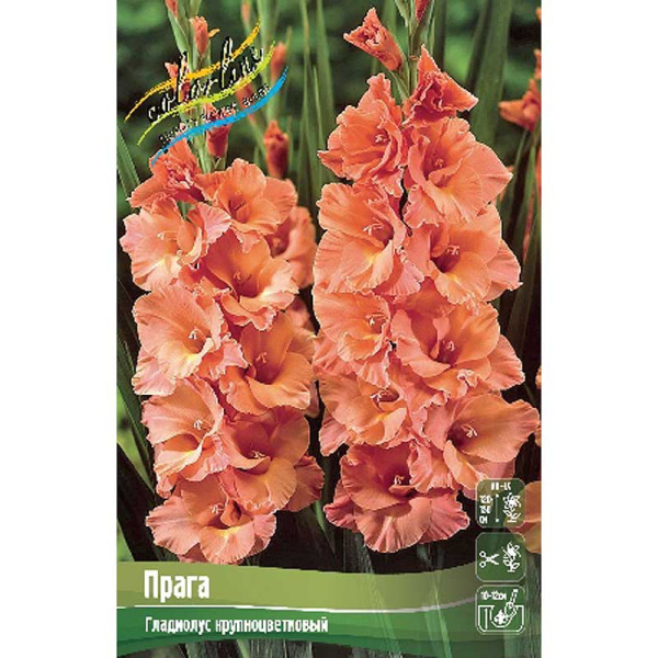 Гладиолус Прага 10/12 10 шт