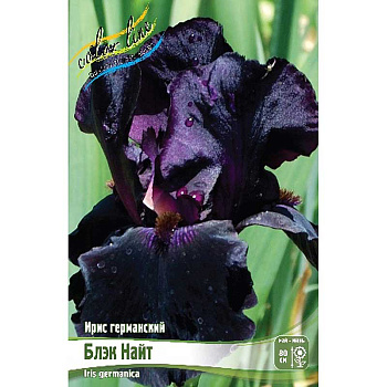 Ирис Германский Блэк Найт I 1 шт