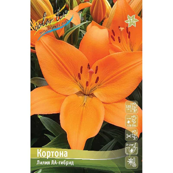 Лилия Кортона 12/14 7 шт 