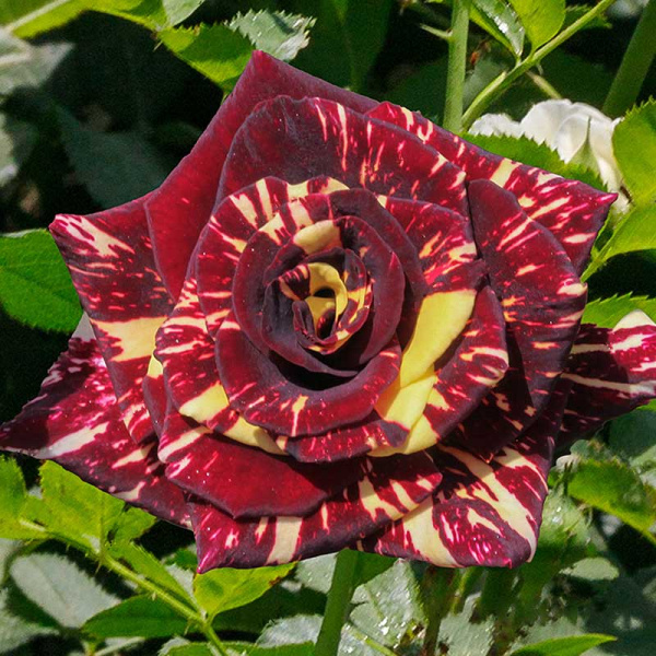 Роза плетистая Абракадабра плетистая Садовита