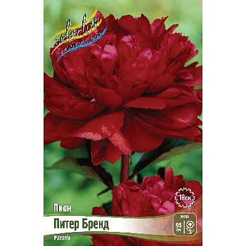 Пион Питер Бренд 2/3 n 1 шт