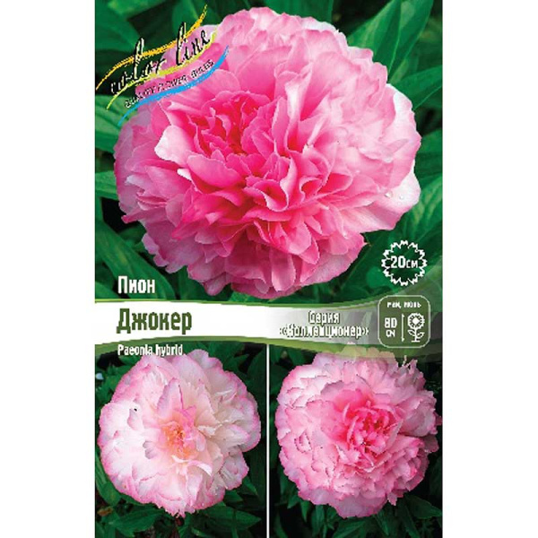 Пион Джокер 2/3 n 10 шт Биг-Пак 9819