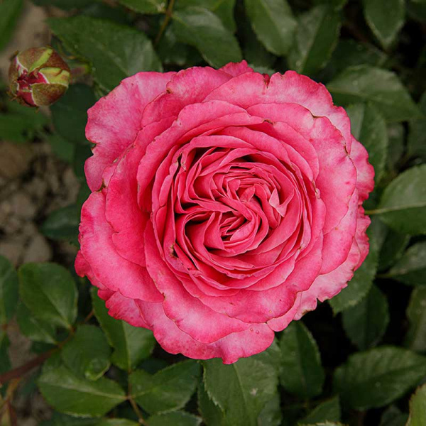 Роза чайно-гибридная Олл Фо Лав Садовита