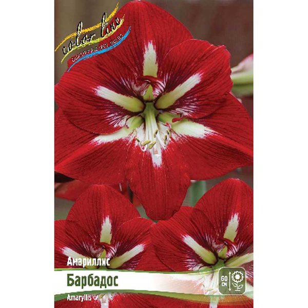 Амариллис Барбадос 22/24 1 шт 