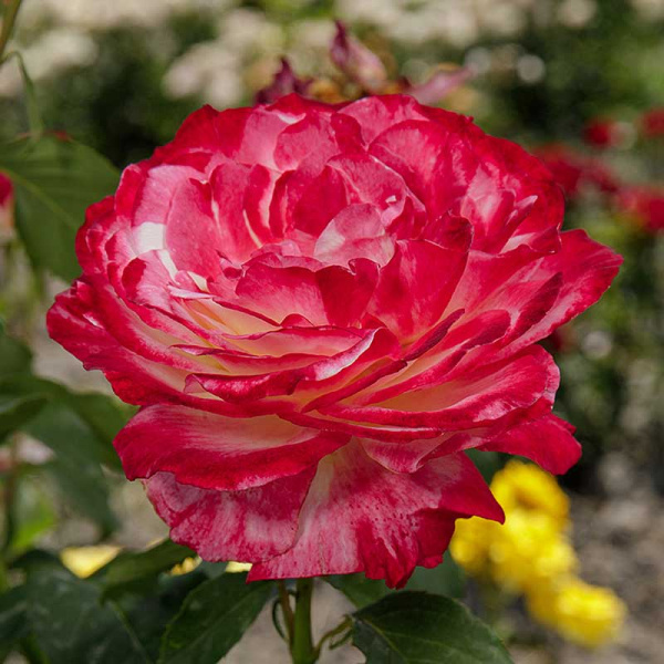 Роза чайно-гибридная Дабл Делайт Садовита