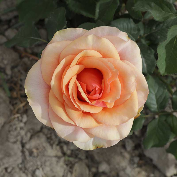 Роза чайно-гибридная Примадонна Садовита