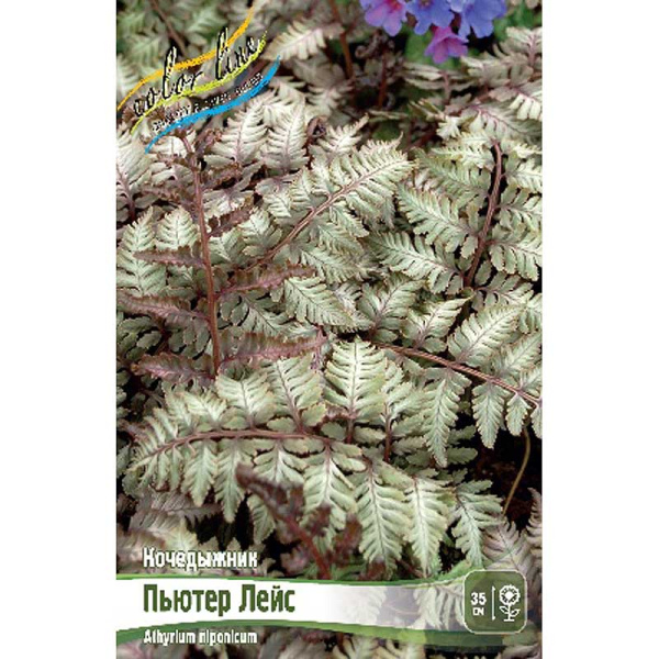 Кочедыжник Пьютер Лейс I 1 шт