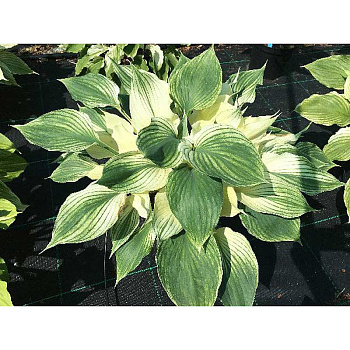 Хоста Силвер Фезер I 1 шт