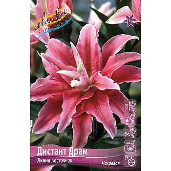 Лилия Дистант Драм 16/18 25 шт Биг-Пак 9250 