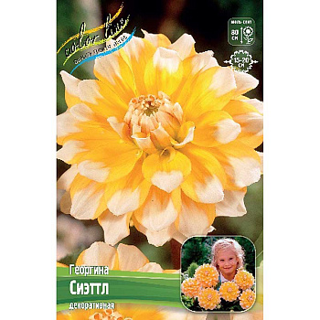 Георгина Сиэттл I 15 шт Шоу-бокс 9009