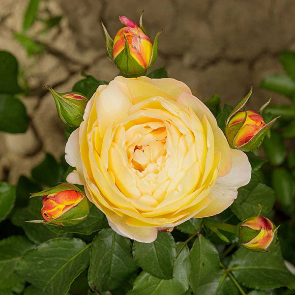 Роза чайно-гибридная Шато Де Шеверни Садовита