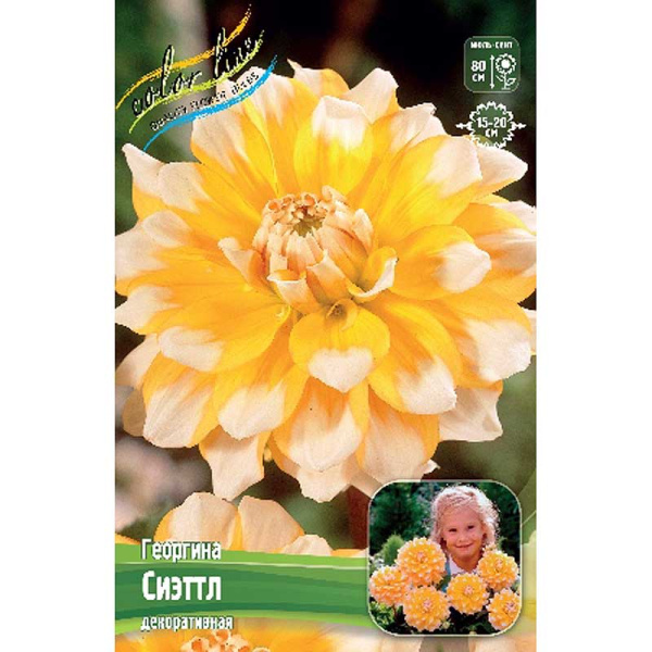 Георгина Сиэттл I 15 шт Шоу-бокс 9009