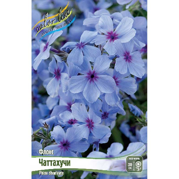 Флокс Чаттахучи I 2 шт