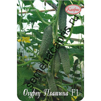 Огурец Платина (Нидерланды) Каприс