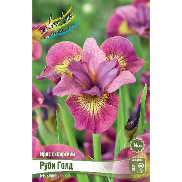 Ирис Сибирский Руби Голд I 25 шт Биг-Пак 9904 