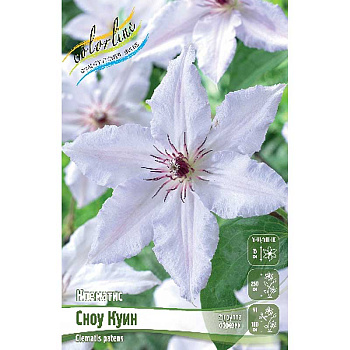 Клематис Сноу Куин I 25 шт Биг-пак 820