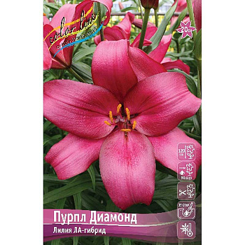 Лилия Пурпл Диамонд 12/14 7 шт