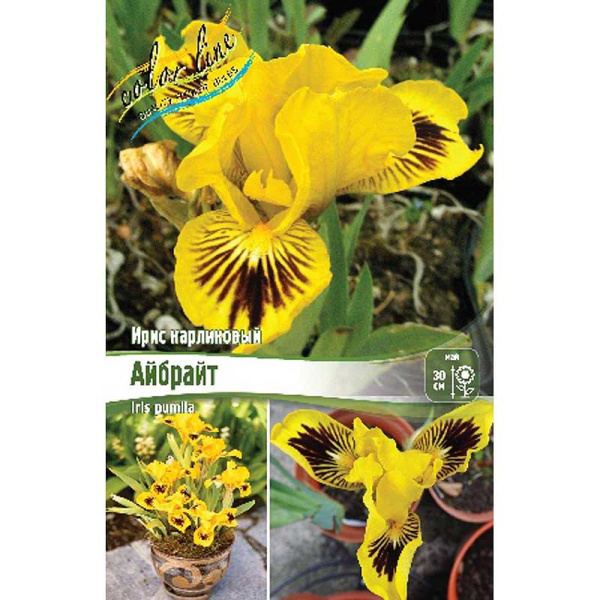Ирис Карликовый Айбрайт I 1 шт