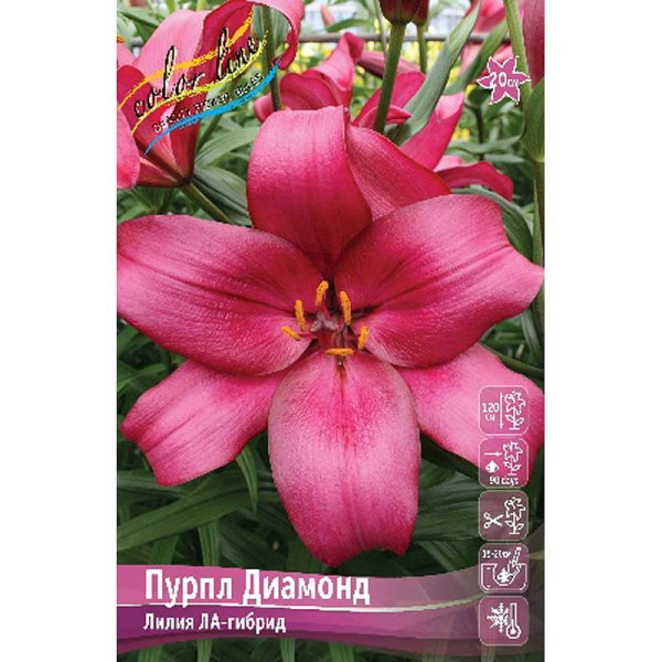 Лилия Пурпл Диамонд 12/14 7 шт