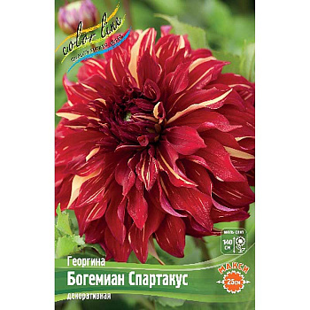 Георгина Богемиан Спартакус I 15 шт Шоу-бокс 9511