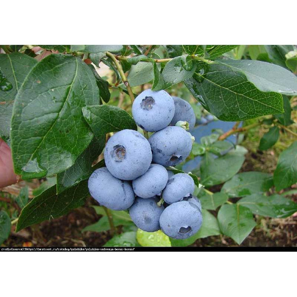 Голубика Бонус P9