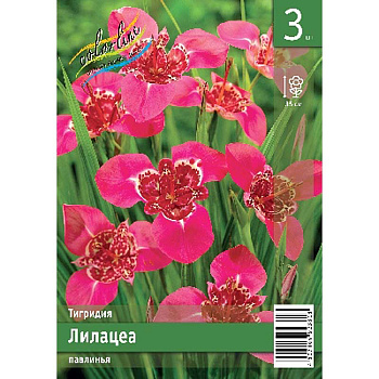 Тигридия Лилацеа 7/9 3 Эконом шт 