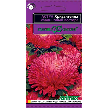 Астра Хризантелла Малиновый восторг Гавриш Ц 