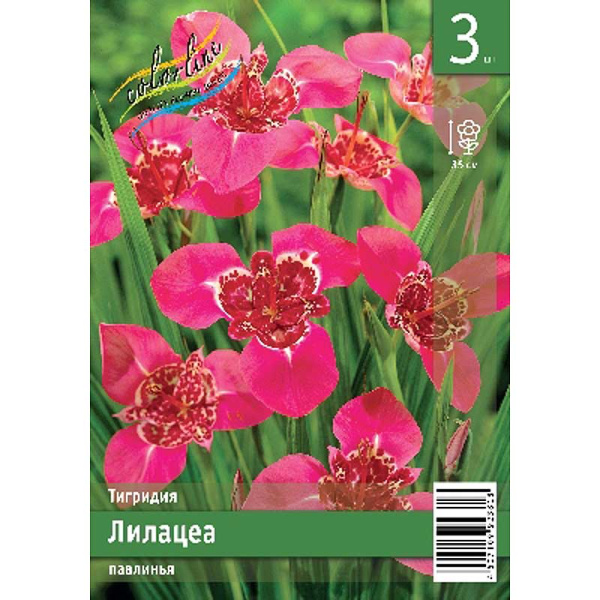 Тигридия Лилацеа 7/9 3 Эконом шт 