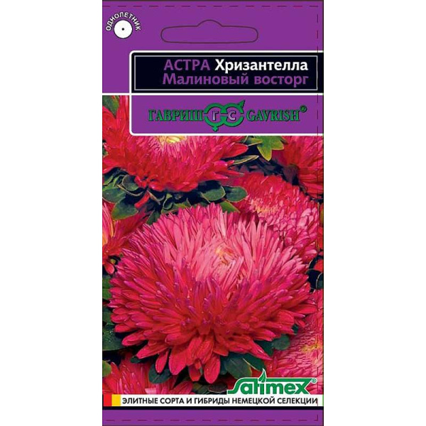 Астра Хризантелла Малиновый восторг Гавриш Ц 