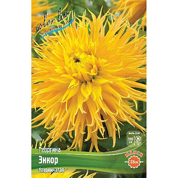 Георгина Энкор I 15 шт Шоу-бокс 9095