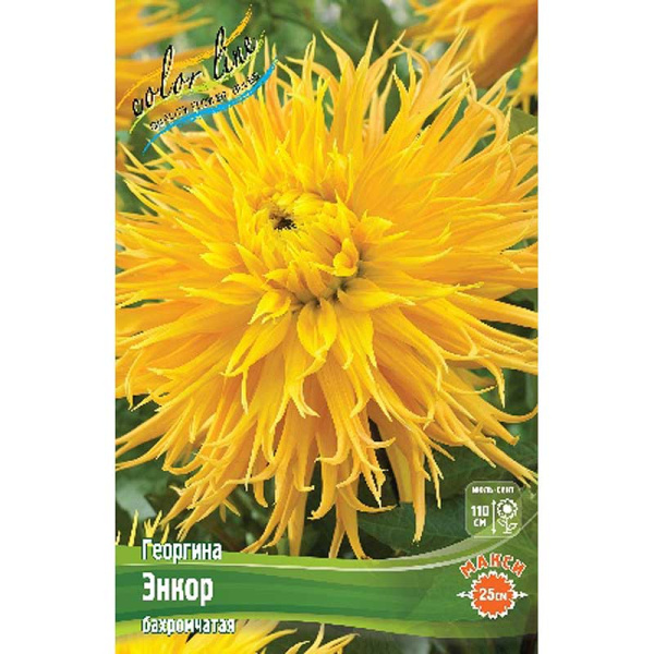 Георгина Энкор I 15 шт Шоу-бокс 9095