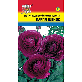 Ранункулюс Парпл Шейдс Блюмингдэйл Урожай у дачи Ц 