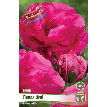 Пион Паула Фэй 2/3 n 1 шт