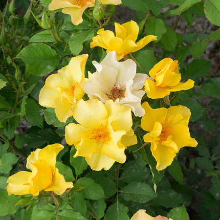 Роза Шраб Эйфория Садовита