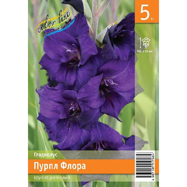Гладиолус Пурпл Флора 10/12 5 Эконом шт