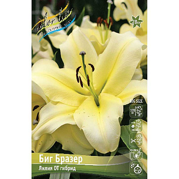 Лилия Биг Бразер 12/14 5 шт 
