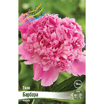Пион Барбара 2/3 n 1 шт