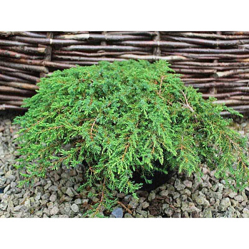 Можжевельник Обыкновенный Грин Карпет C2
