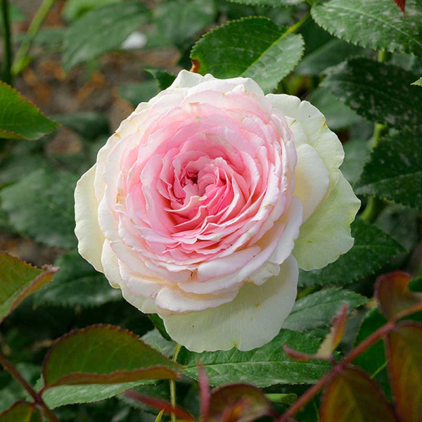 Роза Чайно-гибридная Парадайз Фрут Садовита