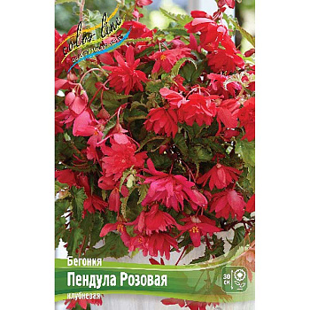 Бегония Пендула Розовая 5/6 50 шт Шоу-бокс 8862
