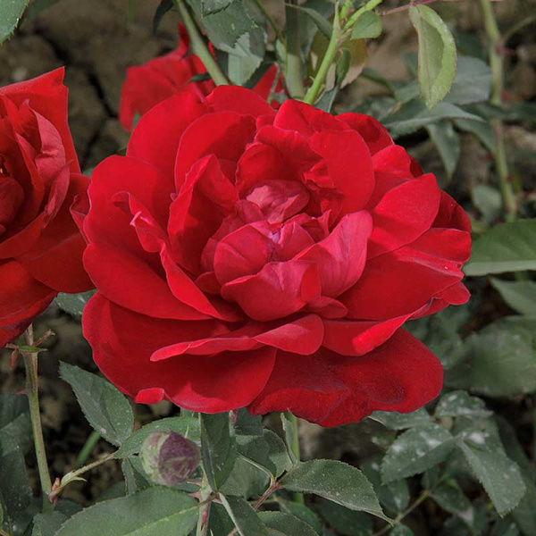 Роза плетистая Сантана Садовита