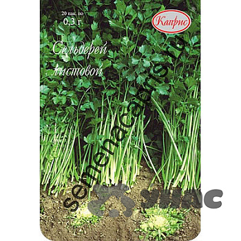 Сельдерей Афина (Нидерланды) Каприс