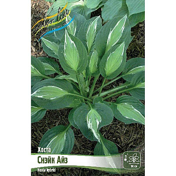 Хоста Снэйк Айз 1 n 1 шт
