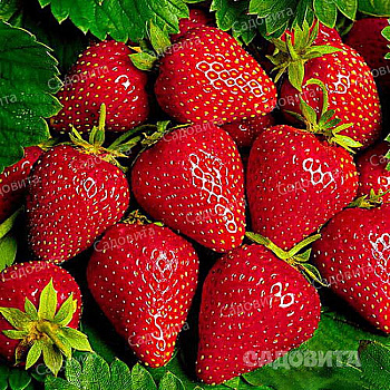 Земляника садовая Моллинг Сентчери (цена за 40 шт.) ОСП